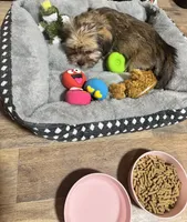 Ember, a female Shorkie for sale in Rolla, MO – Photo 5 of 9