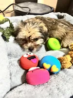 Ember, a female Shorkie for sale in Rolla, MO – Photo 4 of 9