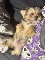 Ember, a female Shorkie for sale in Rolla, MO – Photo 6 of 9