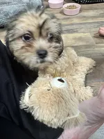 Ember, a female Shorkie for sale in Rolla, MO – Photo 2 of 9