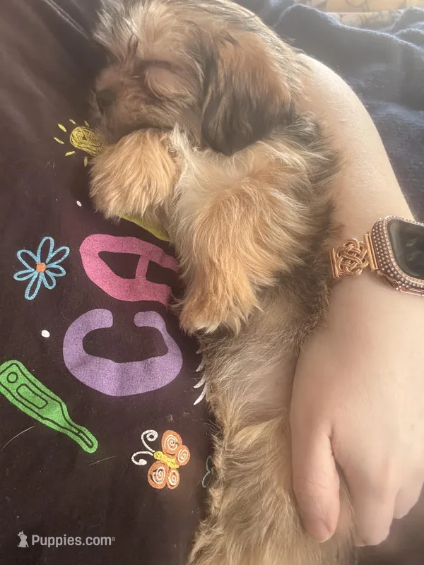 Ember – Shorkie puppy for sale in Rolla, MO