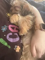 Ember, a female Shorkie for sale in Rolla, MO – Photo 1 of 9