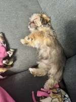 Ember, a female Shorkie for sale in Rolla, MO – Photo 9 of 9