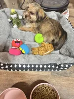 Ember, a female Shorkie for sale in Rolla, MO – Photo 7 of 9