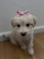 Belly , a female Maltipoo for sale in Escondido, CA – 4 of 5