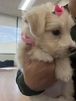 Belly , a female Maltipoo for sale in Escondido, CA – 3 of 5