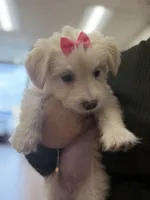 Belly , a female Maltipoo for sale in Escondido, CA – 2 of 5