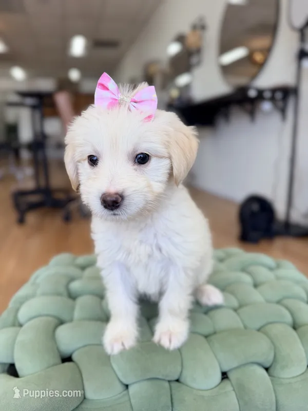 Belly  – Maltipoo puppy for sale in Escondido, CA