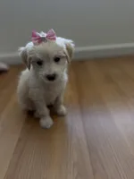 Belly , a female Maltipoo for sale in Escondido, CA – 5 of 5