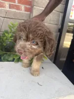 Max, a male Huskydoodle for sale in Winchester, VA – 2 of 10
