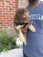 Max, a male Huskydoodle for sale in Winchester, VA – 4 of 10