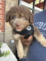 Max, a male Huskydoodle for sale in Winchester, VA – 3 of 10