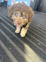 Max, a male Huskydoodle for sale in Winchester, VA – 10 of 10