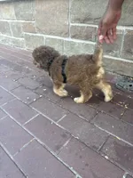 Max, a male Huskydoodle for sale in Winchester, VA – 5 of 10