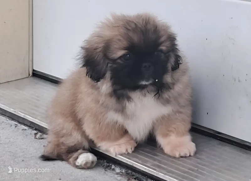 Waffles – Pekingese puppy for sale in Maysville, MO