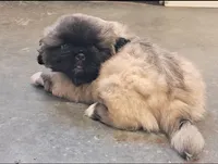 Teddy Bear, a male Pekingese for sale in Maysville, MO – 2 of 5