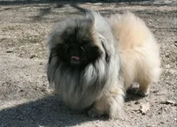 Teddy Bear, a male Pekingese for sale in Maysville, MO – 5 of 5