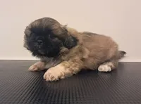 Waffles, a male Pekingese for sale in Maysville, MO – 1 of 5