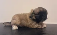 Waffles, a male Pekingese for sale in Maysville, MO – 2 of 5