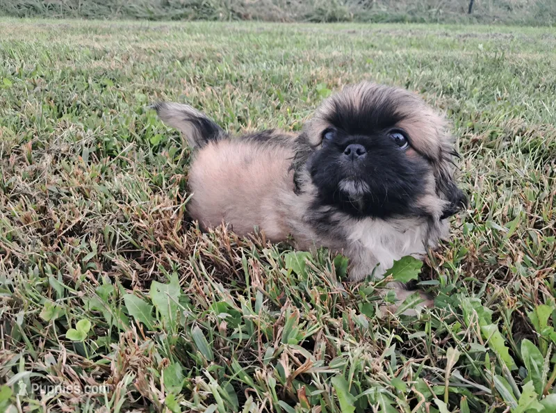 Waffles – Pekingese puppy for sale in Maysville, MO