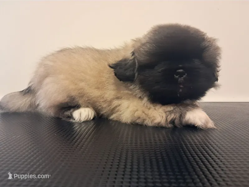 Teddy Bear – Pekingese puppy for sale in Maysville, MO