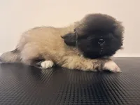 Teddy Bear, a male Pekingese for sale in Maysville, MO – 1 of 5