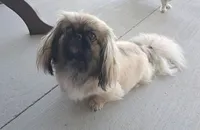 Waffles, a male Pekingese for sale in Maysville, MO – 4 of 5