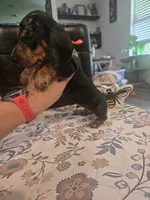 Mel, a male Miniature Dachshund for sale in Berry, AL – 3 of 3