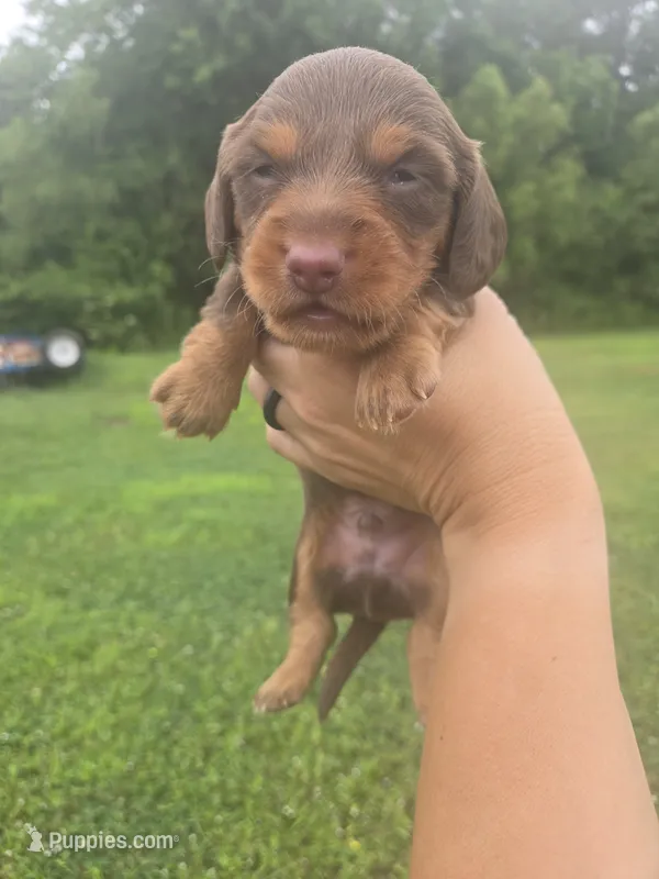 Gabe – Dachshund puppy for sale in Berry, AL