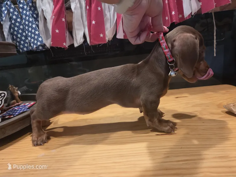Ruby – Miniature Dachshund puppy for sale in Berry, AL