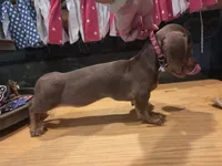 Ruby, a female Miniature Dachshund for sale in Berry, AL – 1 of 4