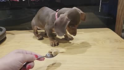 Ruby, a female Miniature Dachshund for sale in Berry, AL – 4 of 4