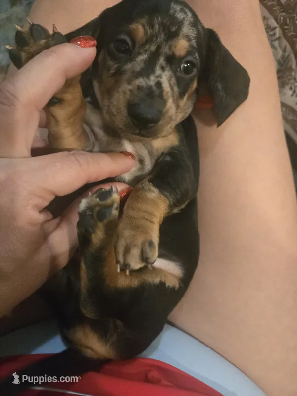 Mel – Miniature Dachshund puppy for sale in Berry, AL