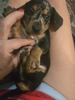 Mel, a male Miniature Dachshund for sale in Berry, AL – 1 of 3