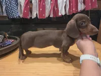 Ruby, a female Miniature Dachshund for sale in Berry, AL – 2 of 4