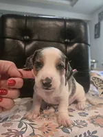 Meg, a female Miniature Dachshund for sale in Berry, AL – 2 of 3