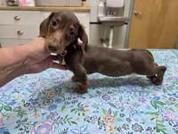 Ruby, a female Miniature Dachshund for sale in Berry, AL – 2 of 6