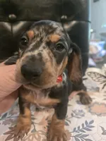 Mel, a male Miniature Dachshund for sale in Berry, AL – 2 of 3