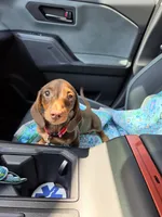 Ruby, a female Miniature Dachshund for sale in Berry, AL – 1 of 6