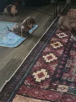 Ruby, a female Miniature Dachshund for sale in Berry, AL – 3 of 4
