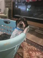 Max, a male Miniature Dachshund for sale in Berry, AL – 3 of 3