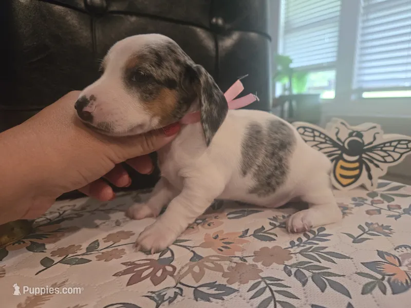 Meg – Miniature Dachshund puppy for sale in Berry, AL