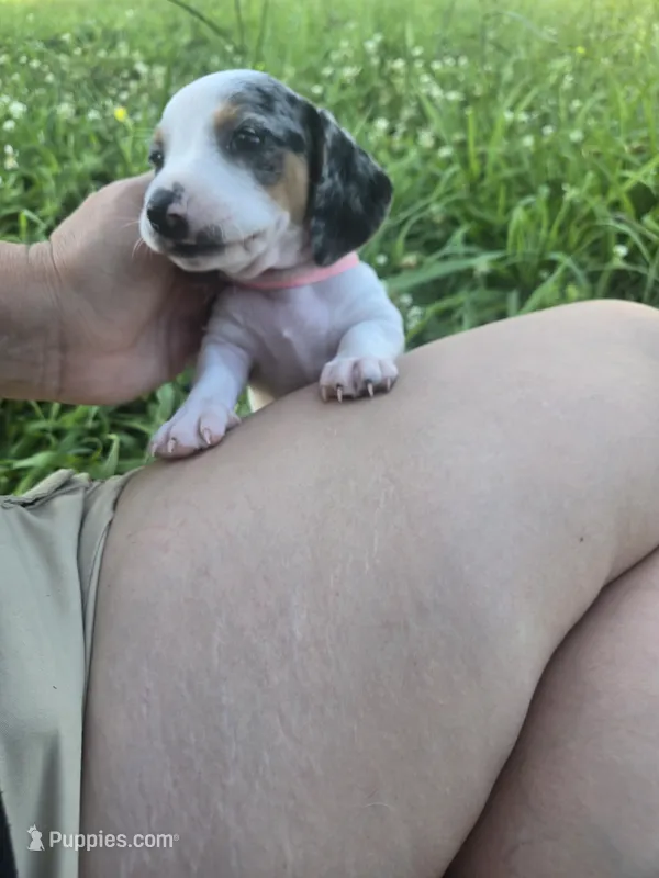 Meg – Miniature Dachshund puppy for sale in Berry, AL