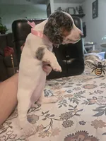 Meg, a female Miniature Dachshund for sale in Berry, AL – 3 of 3