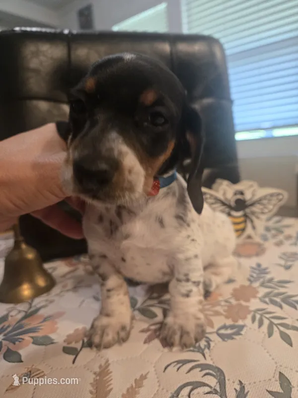 Max – Miniature Dachshund puppy for sale in Berry, AL