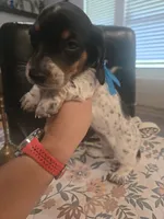 Max, a male Miniature Dachshund for sale in Berry, AL – 2 of 3