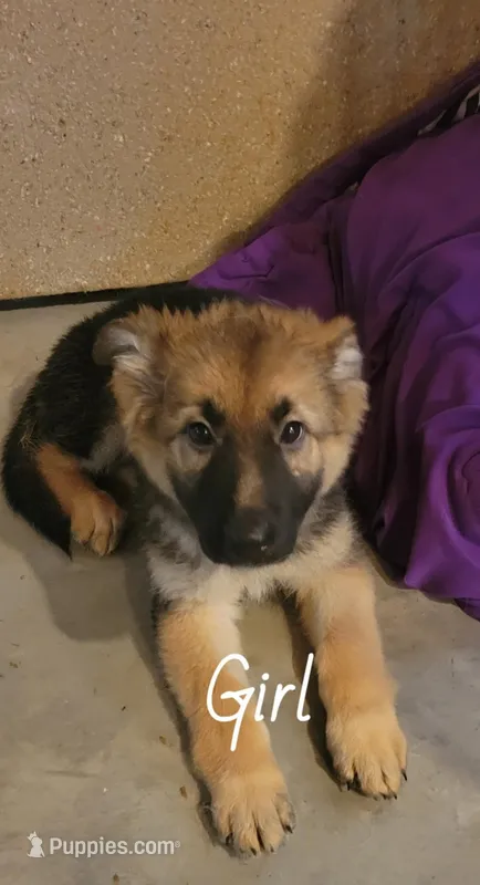 Girl 1 – German Shepherd Dog puppy for sale in East Brookfield, MA