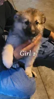 Girl 1, a female German Shepherd Dog for sale in East Brookfield, MA – 1 of 4