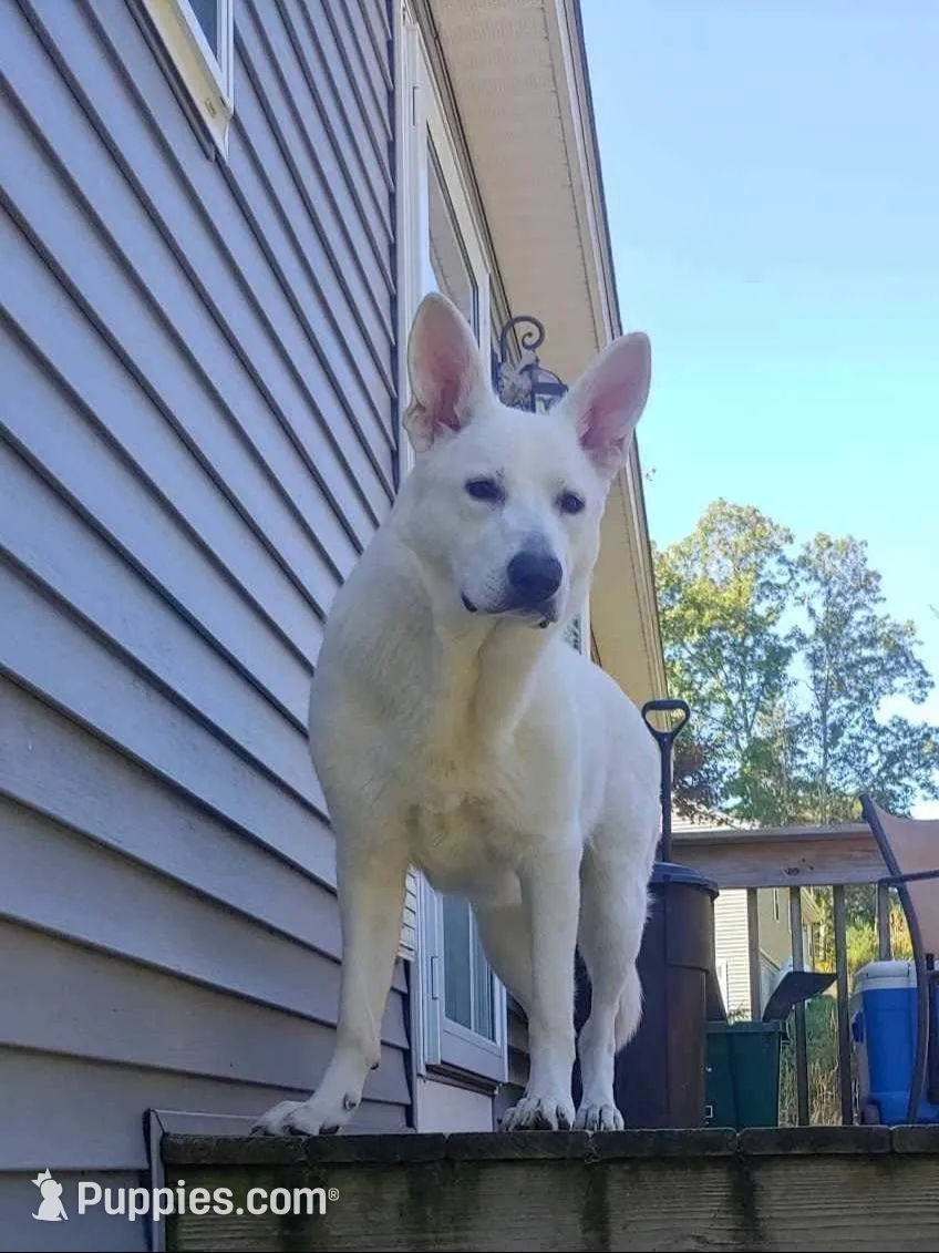 Boy 2, a male German Shepherd Dog for sale in East Brookfield, MA – Photo 4 of 4