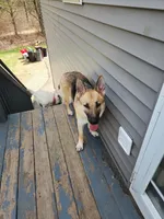 Katrina, a female German Shepherd Dog for sale in East Brookfield, MA – Photo 2 of 4